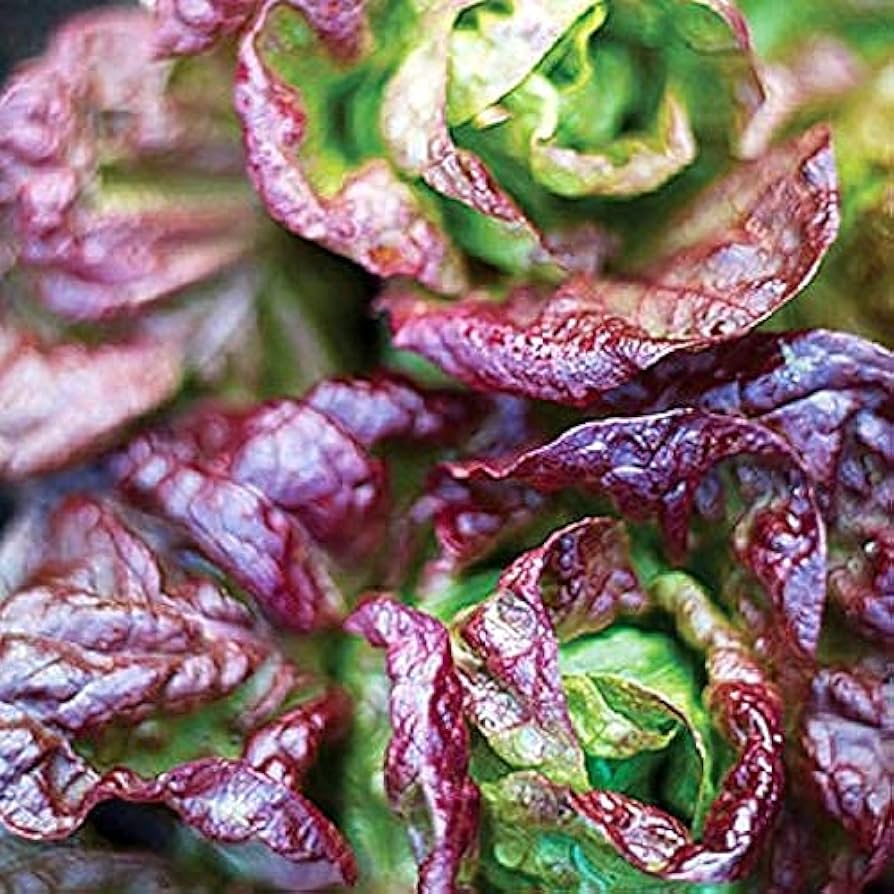 Lettuce Butter Head Red Vegetable Seeds