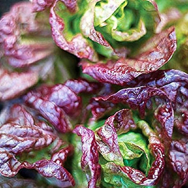 Lettuce Butter Head Red Vegetable Seeds