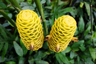 Heirloom Non-GMO Beehive Ginger Flower Seeds for Planting – Exotic Tropical Garden Blooms