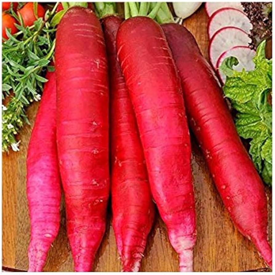 Russian heirloom red giant radishes grown from seeds with bold color and spicy flavor