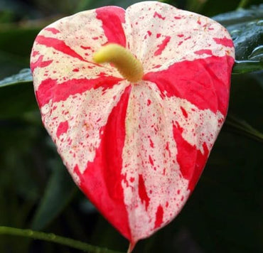 Heirloom Non-GMO Anthurium Bonsai Flower Seeds for Planting – Exotic Miniature Indoor Blooms