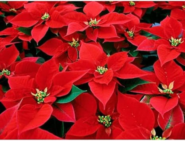Heirloom Non-GMO Deep Red Poinsettia Flower Seeds for Planting – Rich Festive Blooming Seeds
