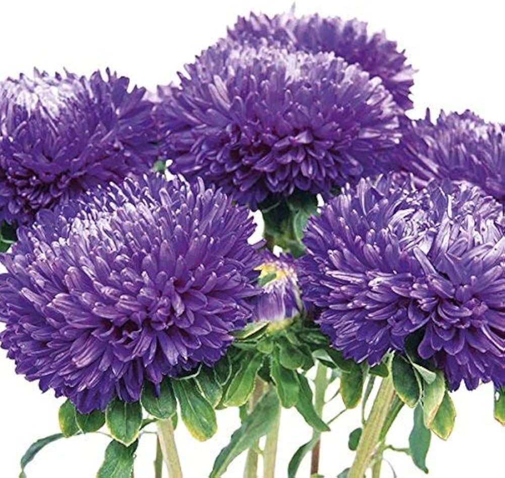 Aster Sky Blue Rainbow Chrysanthemum Perennial Flower Seeds