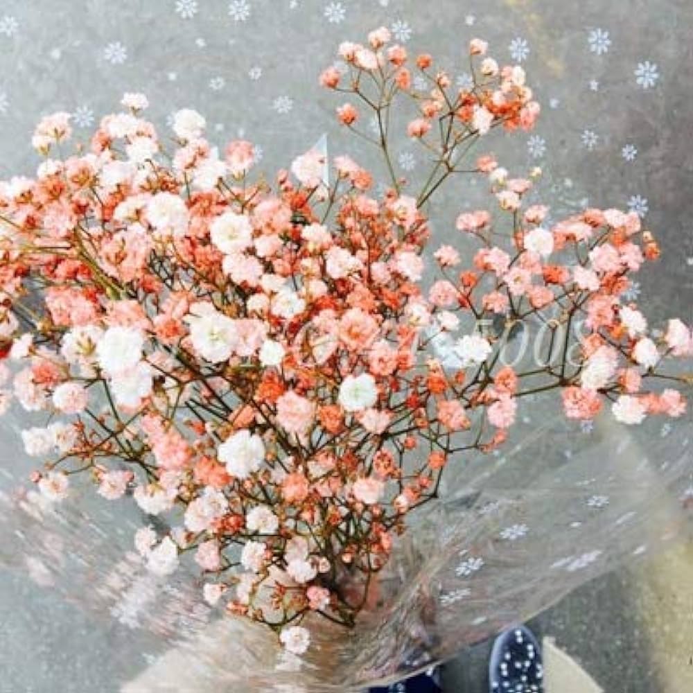 Gypsophila Paniculata Rainbow Perennial Flower Seeds for Garden