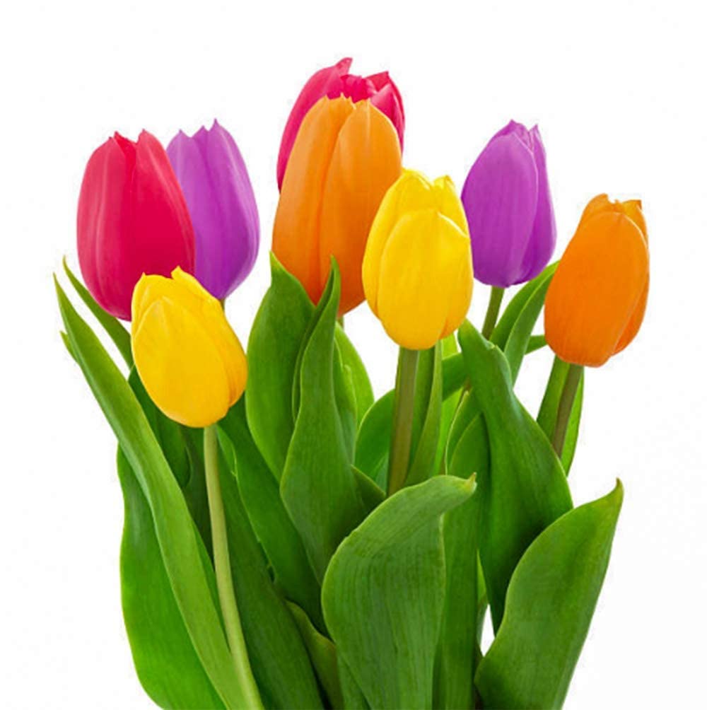 Bonsai tulips grown from 20 varieties of seeds with compact, colorful blooms for miniature displays