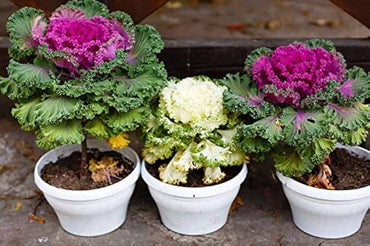 White Ornamental Cabbage seeds – showy foliage for cool-season gardens