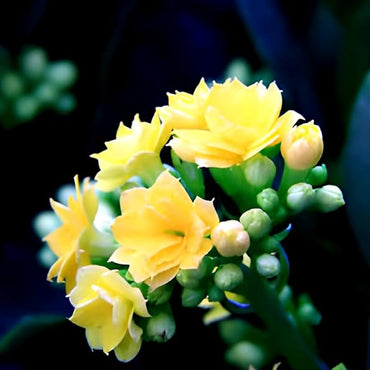 Organic Yellow Kalanchoe Flower Seeds for Planting – Heirloom, Non-GMO