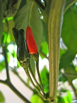 Mixed Labuyo Pepper Capsicum annuum seeds for garden planting