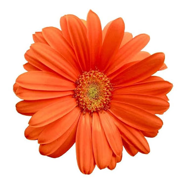 Gerbera Flower Seeds – Orange Hybrid Mix