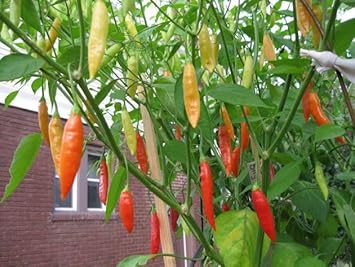 Birgits Locoto Chili Vegetable Seeds for Planting - 100 pcs