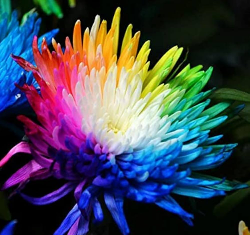 Rainbow Chrysanthemum Himalayan Orchid Flower Seeds