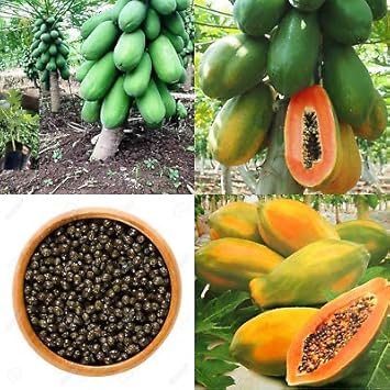 Papaya Fruit Seeds for Planting - Exotic and Colorful for Garden Enthusiasts