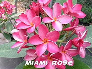 Yellow Frangipani Flower Seeds – Heirloom Non-GMO Plumeria Seeds for Tropical Gardens