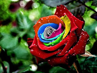 Rainbow Rose Mixed Colors Rare Flower Seeds