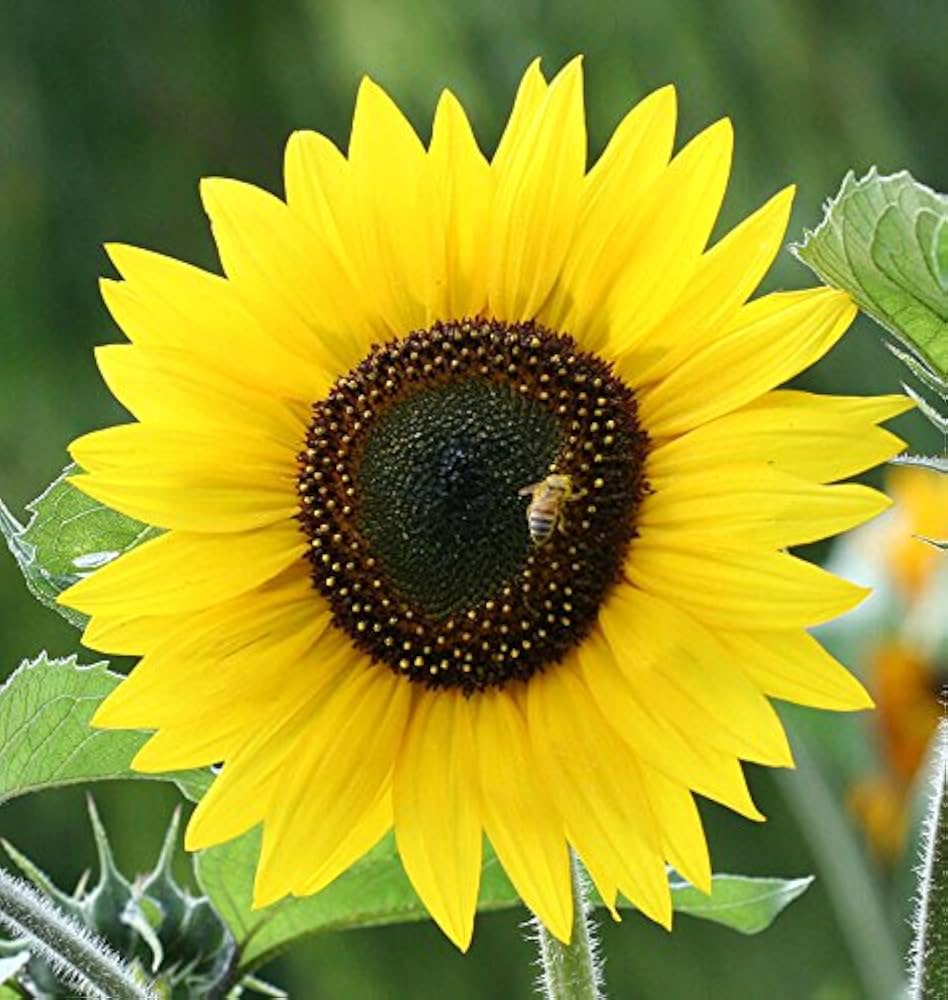 Dwarf bonsai sunflowers grown from seeds with miniature golden blooms and sturdy stems
