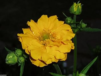 Yellow Stratheden Flower Seeds for Planting heirloom & Non-GMO Seeds