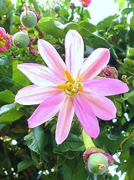 Yellow Passiflora Mollissima Fruit Seeds for Planting – 10 Seeds 100 pcs