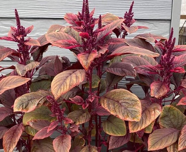 Amaranth Amaranthus cruentus Vegetable Seeds for Planting Red Willow Variety in Kitchen Garden