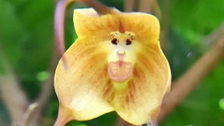 Monkey Orchid Flower Seeds 1 for Planting 100
