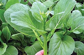 Yu Choy Sum Brassica rapa for planting in edible garden