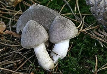 Grey Mushroom Agaricus bisporus for planting in home garden