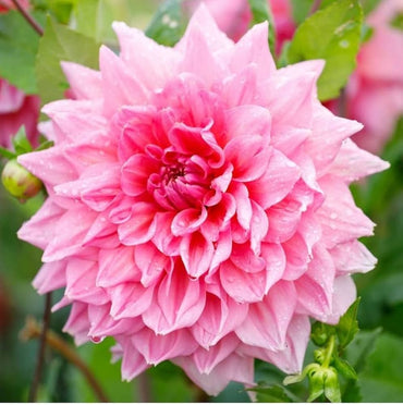 Otto's Thrill Dahlia