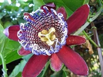 Organic Heirloom Red Winged-Stem Passion Flower Seeds – Non-GMO Unique Seeds for Planting
