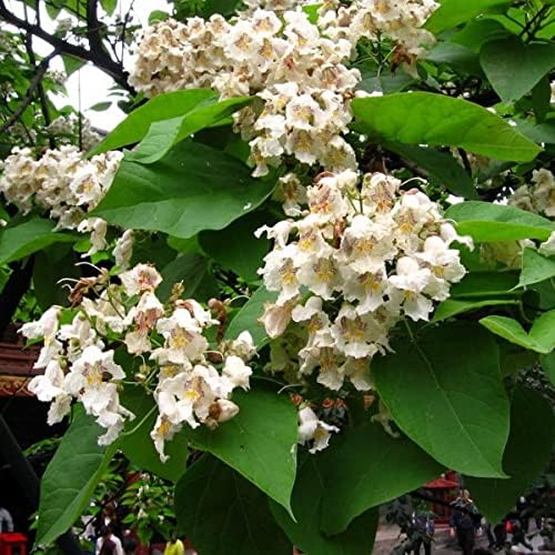 Heirloom Non-GMO Catalpa Flower Seeds – Ornamental Shade Tree with Fragrant Blooms - Non-GMO for planting in home garden