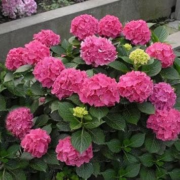 Heirloom Pink Hydrangea Flower Seeds, Non-GMO Vibrant Blooms for Planting