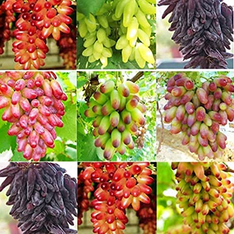 Mixed Grape Fruit Seeds for Planting - A Variety of Grapes for a Sweet, Colorful Vine, Non-GMO Seeds
