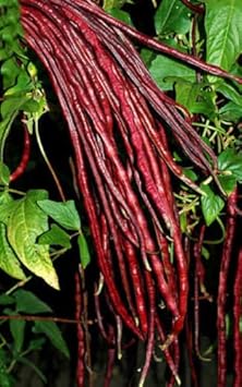Yardlong Bean Vigna unguiculata for planting in vertical garden