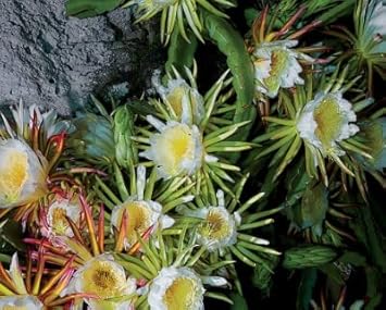 Organic Heirloom Non-GMO Yellow Epiphyllum Flower Seeds for Planting – Exotic Cactus Bloom