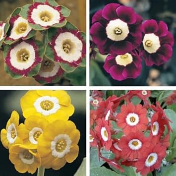 Aurikel Flower Seeds for Planting - 100 pcs