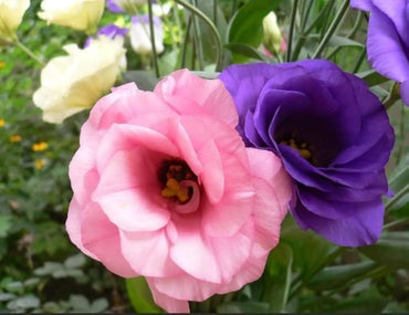 Eustoma Grandiflorum Lisianthus Flower Seeds for Home and Garden Planting