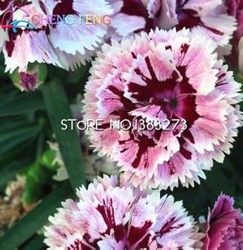 Heirloom Non-GMO White Maroon Dianthus Flower Seeds for Colorful Garden Planting