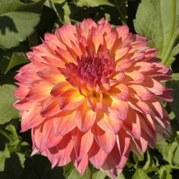September Morn Dahlia Flower Seeds for Planting 100 pcs