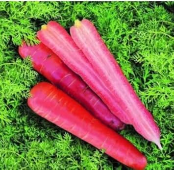 Pink Carrot Seeds for Planting - 100 pcs