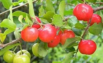 Barbados Fruit Seeds for Planting - Growing Tropical Fruits in Your Garden, Heirloom Seeds