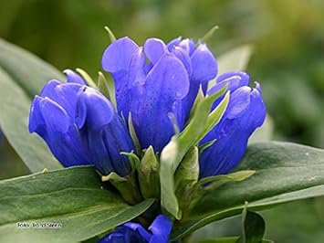 Blue Gentian Flower Seeds for Planting - 100 pcs