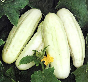 Cucumber ‘White Wonder’ vegetable seeds – heirloom variety with pale fruits