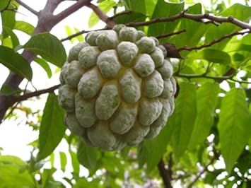 Green Annona Squamosa Fruit Seeds - 10pcs for Tropical Tree Growth 100 pcs