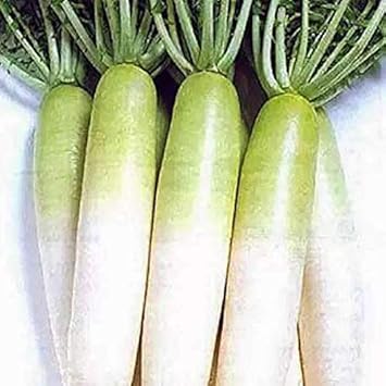 Light Green White Radish Raphanus sativus for planting in vegetable patch