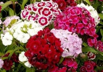 Heirloom Non-GMO Sweet William Flower Seeds for Planting – Colorful Blooms for Borders and Cottage Gardens