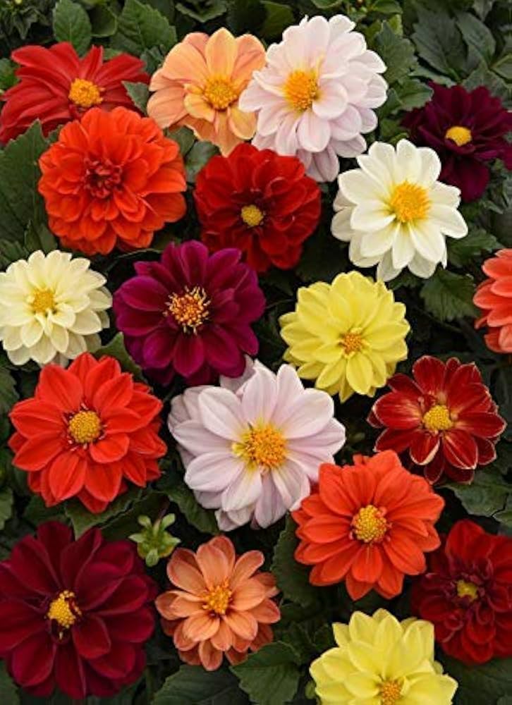 Opera Mix pygmy flower seeds – compact blend of vibrant blooms