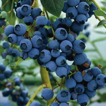 Blueberry plant seeds – sweet antioxidant-rich fruits for home gardens