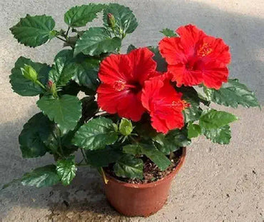 Hibiscus Flower Red Easy Grow Plant Seeds