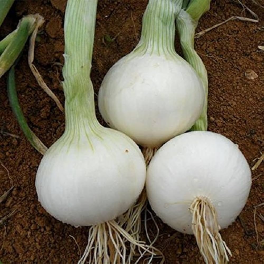 Shallot Allium cepa Vegetable Seeds for Planting White Blanca Variety in Kitchen Garden