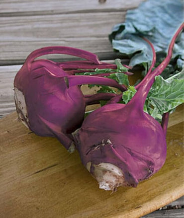Purple kohlrabi vegetable Brassica oleracea seeds for planting in organic kitchen garden or backyard beds