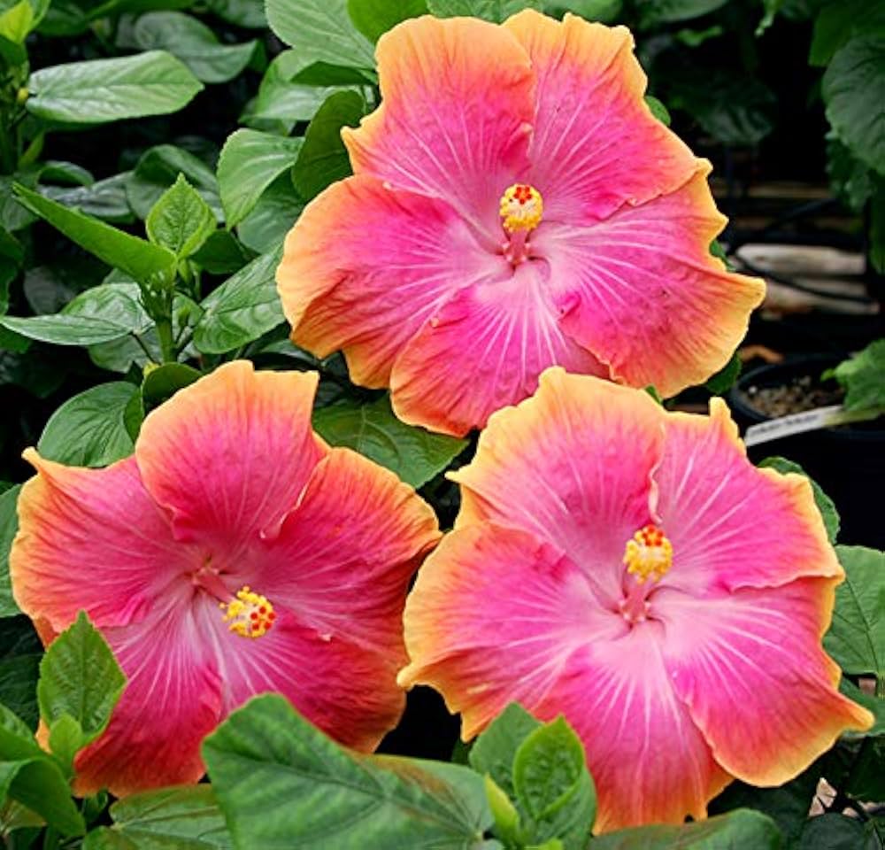 Rare Red Orange Hibiscus seeds (hardy exotic) producing bold flowers in warm sunset tones of red and orange, built to thrive in a variety of climates