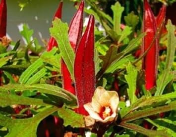 Red Okra Seeds for Planting - NON GMO Seeds